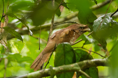 Batrachostomus moniliger