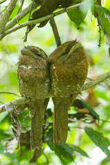 Batrachostomus moniliger