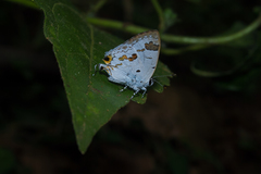 Hypolycaena othona