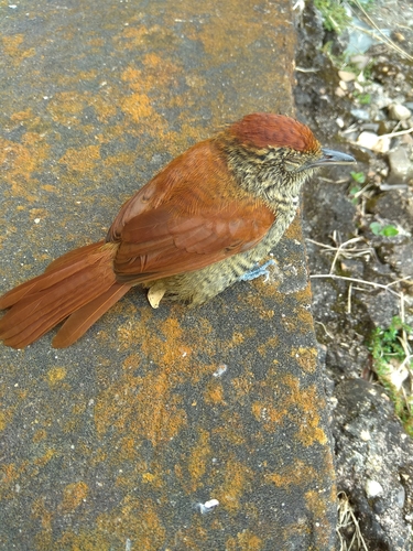 Thamnophilus multistriatus