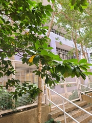 Artocarpus hypargyreus
