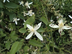 Clematis chinensis