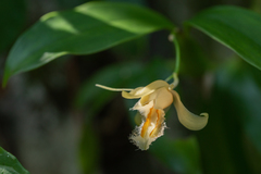 Coelogyne ovalis