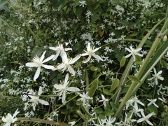 Clematis chinensis