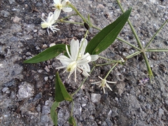 Clematis chinensis