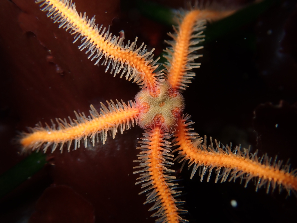 Western Spiny Brittle Star, photo 1 of 10