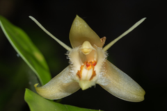 Coelogyne ovalis