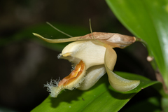 Coelogyne ovalis