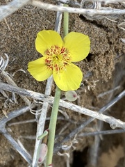 Eulobus crassifolius