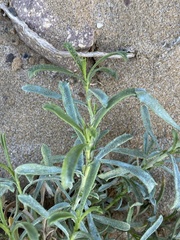 Eulobus crassifolius