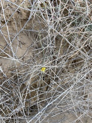 Eulobus crassifolius