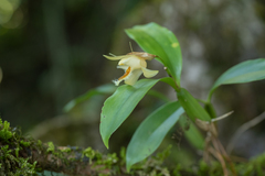 Coelogyne ovalis