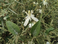 Clematis chinensis