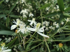Clematis chinensis