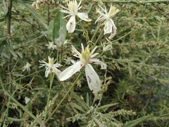 Clematis chinensis