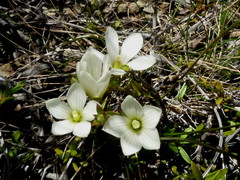 Gentianella stellata
