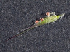 Rytidosperma tenuius