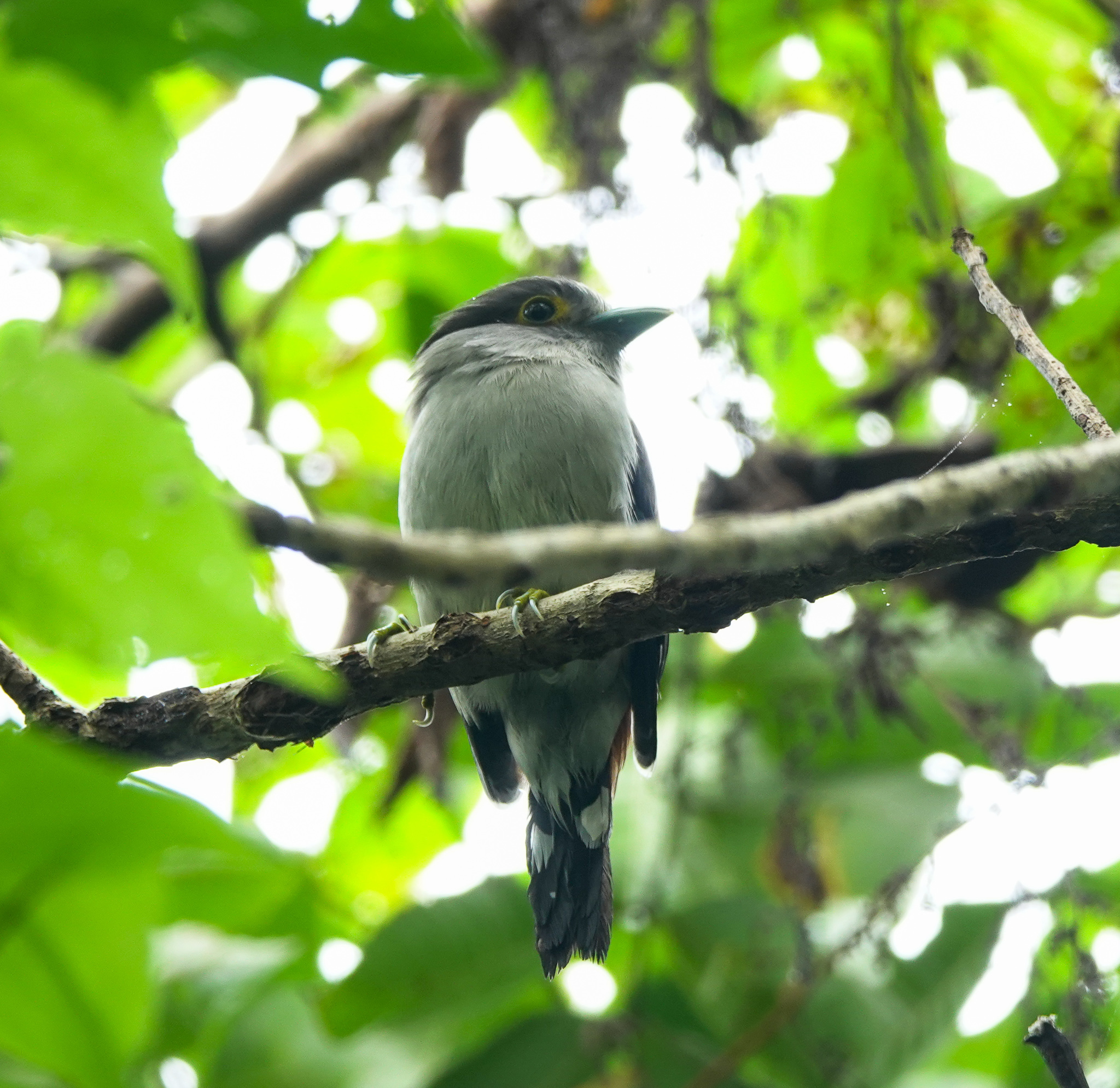 Grey-lored Broadbill illustration