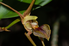 Dendrobium amplum
