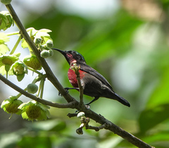 Leptocoma brasiliana