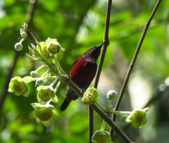 Leptocoma brasiliana
