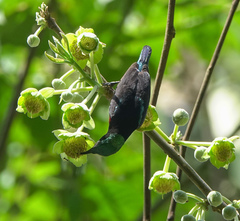 Leptocoma brasiliana