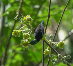 Leptocoma brasiliana