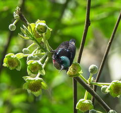 Leptocoma brasiliana