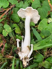 Clitocybe dilatata