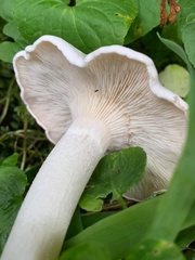 Clitocybe dilatata