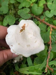 Clitocybe dilatata