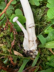 Clitocybe dilatata