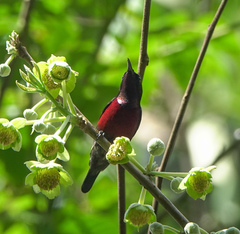 Leptocoma brasiliana