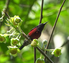 Leptocoma brasiliana
