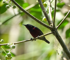 Leptocoma brasiliana