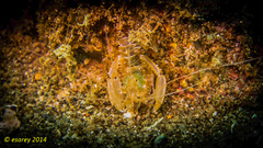 Microprosthema validum