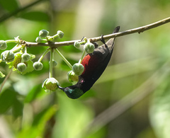 Leptocoma brasiliana