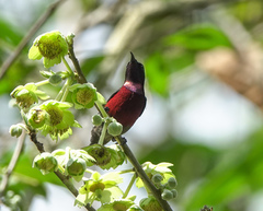 Leptocoma brasiliana