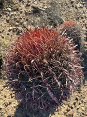 Ferocactus gracilis gracilis