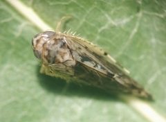 Scaphoideus pullus