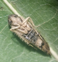 Scaphoideus pullus