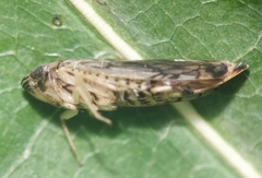 Scaphoideus pullus