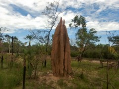 Nasutitermes triodiae