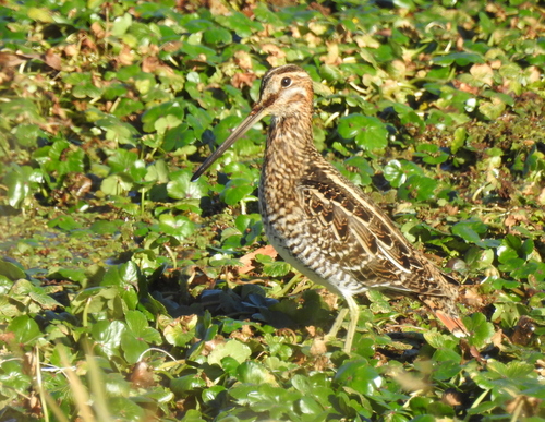 Agachadiza de Wilson (Gallinago delicata)