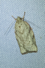 Euchaetis