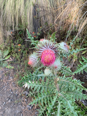 Cirsium ehrenbergii