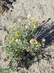 Isocoma hartwegii