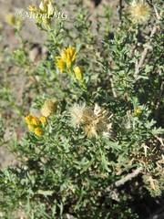 Isocoma hartwegii