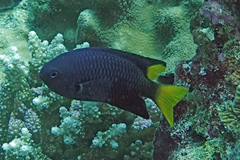 Pomacentrus philippinus