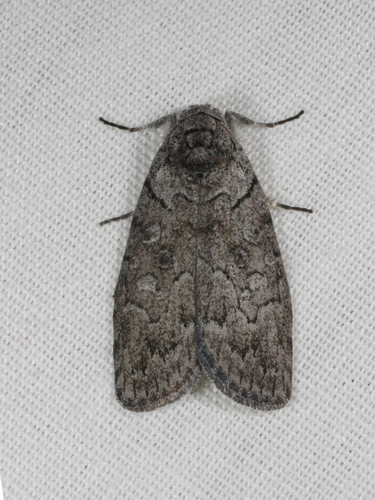 Elesma